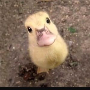 Meet your Posher, Gabriela